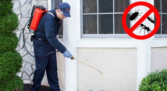 Kalabak Hamam Böceği İlaçlama böcek ilaçlama ve haşere kontrolü — ilaclama-tr.com